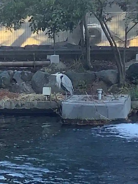 真清田神社の動物