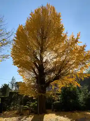上諏訪神社の自然
