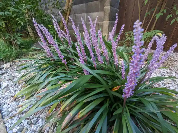 本光寺(京都府)