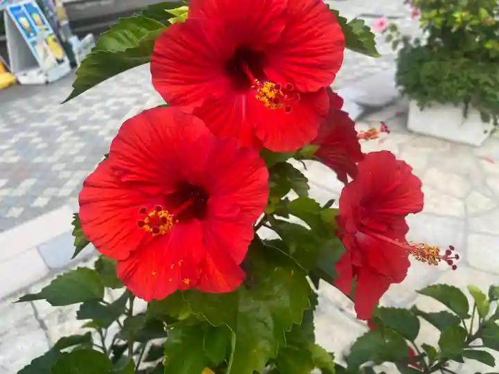 青島神社(青島神宮)(宮崎県)