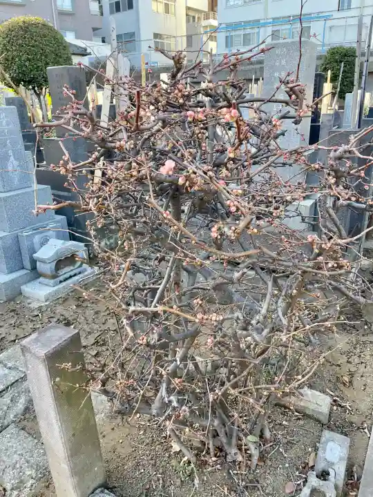 瑞泰寺の{uncategorized: "未分類", other: "その他", undefined: "問題あり", building: "その他建物", grave: "お墓", sacred_gate: "鳥居", guardian: "狛犬", statue: "像", buddha: "仏像", history: "歴史", nature: "自然", garden: "庭園", animal: "動物", pagoda: "塔", temizu: "手水舎", mountain_gate: "山門・神門", sanctuary: "本殿・本堂", subordinate: "末社・摂社", art: "芸術", scenery: "景色", jizo: "地蔵", ema: "絵馬", goshuin: "御朱印", omikuji: "おみくじ", items: "授与品その他", amulet: "お守り", goshuincho: "御朱印帳", eats: "食事", festival: "お祭り", votive_dance: "神楽", shichigosan: "七五三参", wedding: "結婚式", experience: "体験その他", initially: "初詣", around: "周辺", anti_infection: "感染症対策"}