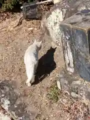 姫路神社の動物