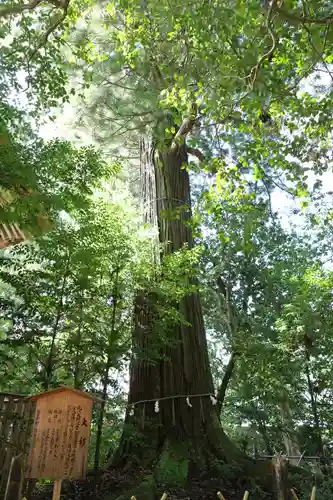 須佐神社の自然