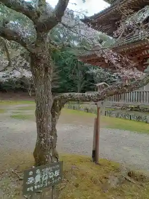 醍醐寺(京都府)