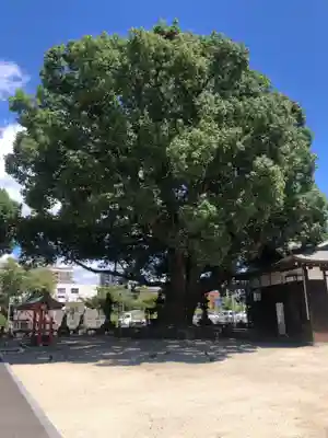 佐嘉神社・松原神社(佐賀県)