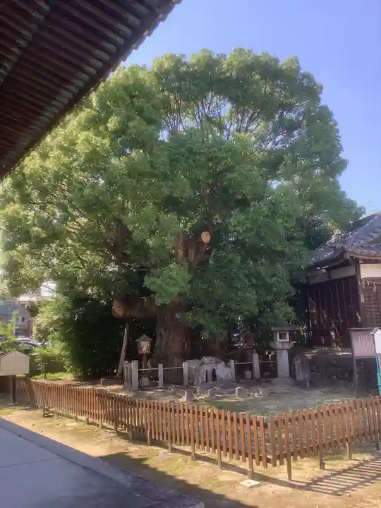 新田白山神社の自然