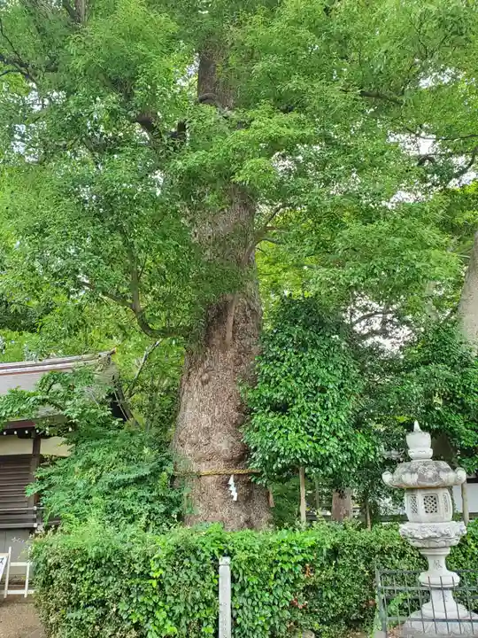 富松神社の自然