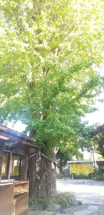菊田神社の自然