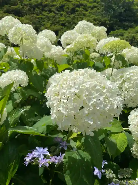 三室戸寺の{uncategorized: "未分類", other: "その他", undefined: "問題あり", building: "その他建物", grave: "お墓", sacred_gate: "鳥居", guardian: "狛犬", statue: "像", buddha: "仏像", history: "歴史", nature: "自然", garden: "庭園", animal: "動物", pagoda: "塔", temizu: "手水舎", mountain_gate: "山門・神門", sanctuary: "本殿・本堂", subordinate: "末社・摂社", art: "芸術", scenery: "景色", jizo: "地蔵", ema: "絵馬", goshuin: "御朱印", omikuji: "おみくじ", items: "授与品その他", amulet: "お守り", goshuincho: "御朱印帳", eats: "食事", festival: "お祭り", votive_dance: "神楽", shichigosan: "七五三参", wedding: "結婚式", experience: "体験その他", initially: "初詣", around: "周辺", anti_infection: "感染症対策"}