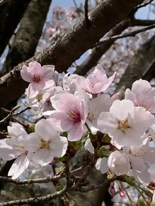 世直神社(福井県)