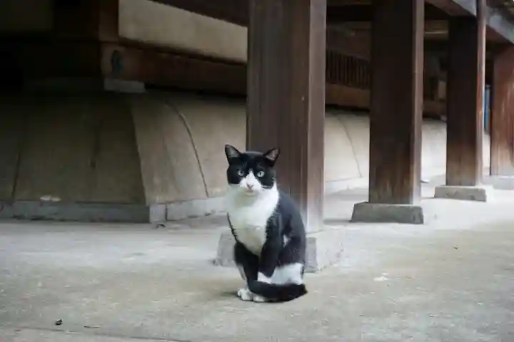 法明寺の動物