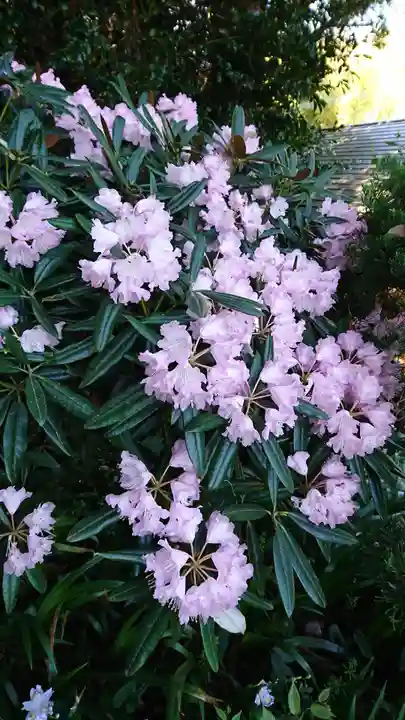 高千穂神社の自然
