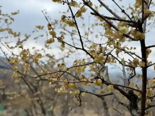 宝登山神社奥宮の{uncategorized: "未分類", other: "その他", undefined: "問題あり", building: "その他建物", grave: "お墓", sacred_gate: "鳥居", guardian: "狛犬", statue: "像", buddha: "仏像", history: "歴史", nature: "自然", garden: "庭園", animal: "動物", pagoda: "塔", temizu: "手水舎", mountain_gate: "山門・神門", sanctuary: "本殿・本堂", subordinate: "末社・摂社", art: "芸術", scenery: "景色", jizo: "地蔵", ema: "絵馬", goshuin: "御朱印", omikuji: "おみくじ", items: "授与品その他", amulet: "お守り", goshuincho: "御朱印帳", eats: "食事", festival: "お祭り", votive_dance: "神楽", shichigosan: "七五三参", wedding: "結婚式", experience: "体験その他", initially: "初詣", around: "周辺", anti_infection: "感染症対策"}