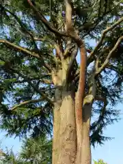 寛永寺(根本中堂)の自然