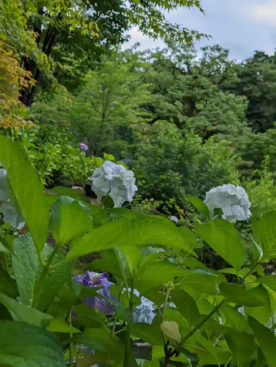 法金剛院(京都府)