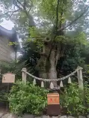 溝口神社(神奈川県)