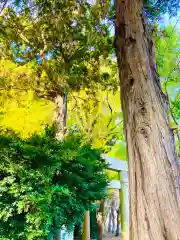 岡見八坂神社(茨城県)