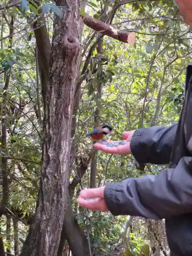 朝日山観音堂の動物