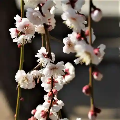 小名浜諏訪神社 ～海の鎮守様～の自然