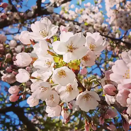 壽徳寺 じゅとくじの自然