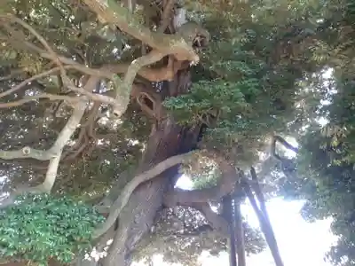 九重神社の自然