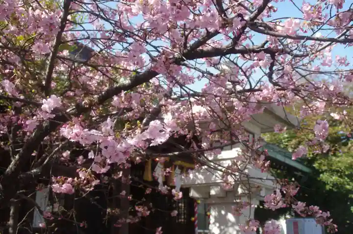 新宿下落合氷川神社の自然