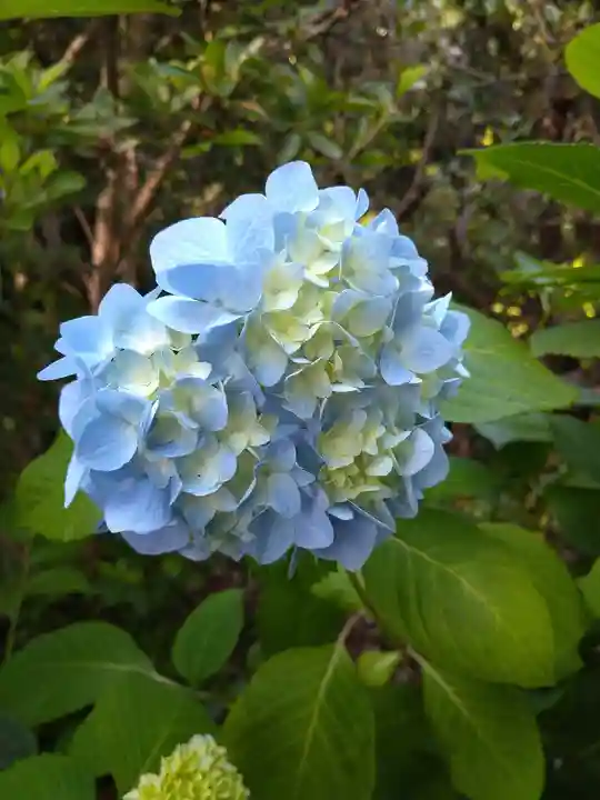阿智神社の自然