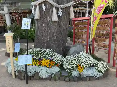 川越八幡宮(埼玉県)