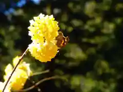 焼森山雷神神社の自然