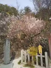 武田神社の自然