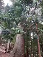 天照御祖神社の自然