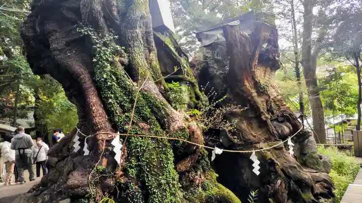來宮神社(静岡県)