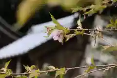 大國主神社の自然