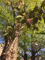 北海道神宮頓宮の自然