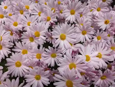 地蔵院(東京都)