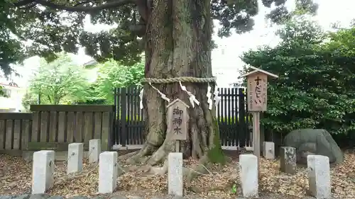 八幡大神社の自然