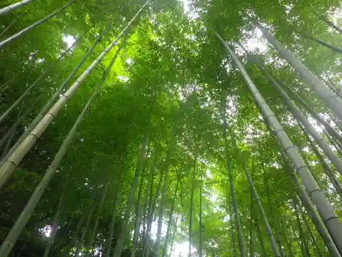 明月院の庭園