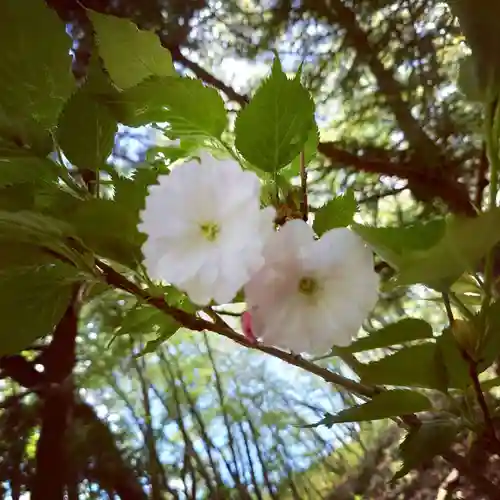 壽徳寺 じゅとくじの自然