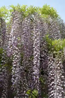 玉敷神社(埼玉県)