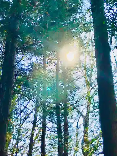 伊保田神社の自然