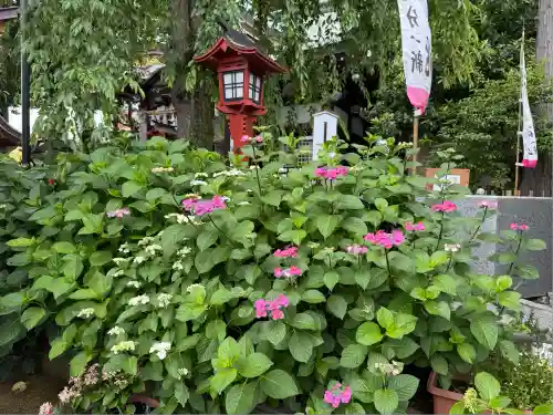 川越八幡宮(埼玉県)