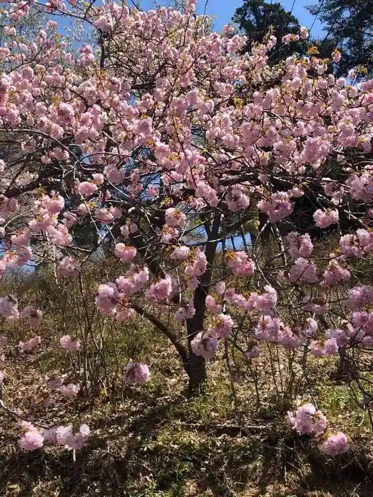 正一位 若草稲荷神社の自然