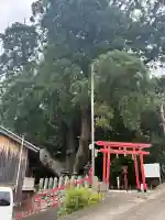 八坂神社(京都府)