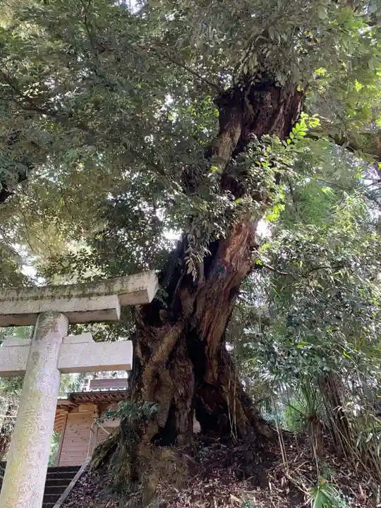 八幡神社の自然