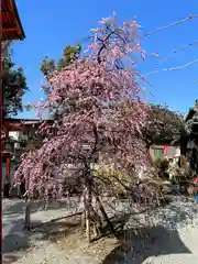 源九郎稲荷神社の自然