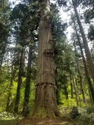 羽黒山五重塔(出羽三山神社)(山形県)