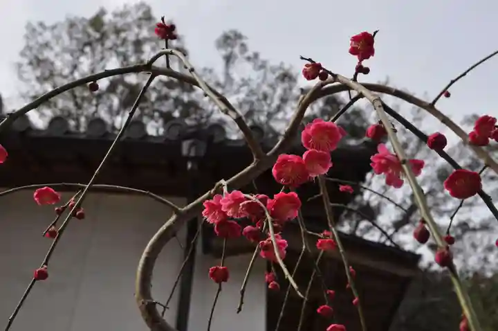 畑峯六地蔵尊(こんにゃく地蔵)の自然