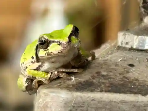 須山浅間神社(静岡県)