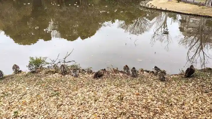 菊田神社の動物