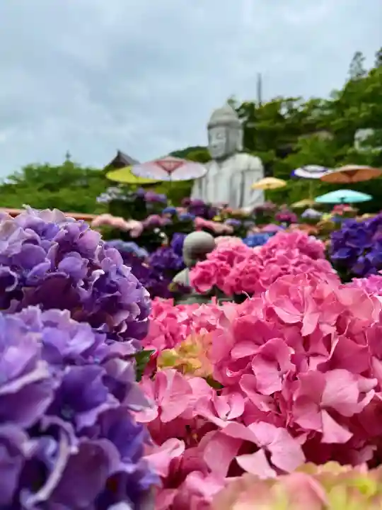 南法華寺(壷阪寺)の{uncategorized: "未分類", other: "その他", undefined: "問題あり", building: "その他建物", grave: "お墓", sacred_gate: "鳥居", guardian: "狛犬", statue: "像", buddha: "仏像", history: "歴史", nature: "自然", garden: "庭園", animal: "動物", pagoda: "塔", temizu: "手水舎", mountain_gate: "山門・神門", sanctuary: "本殿・本堂", subordinate: "末社・摂社", art: "芸術", scenery: "景色", jizo: "地蔵", ema: "絵馬", goshuin: "御朱印", omikuji: "おみくじ", items: "授与品その他", amulet: "お守り", goshuincho: "御朱印帳", eats: "食事", festival: "お祭り", votive_dance: "神楽", shichigosan: "七五三参", wedding: "結婚式", experience: "体験その他", initially: "初詣", around: "周辺", anti_infection: "感染症対策"}